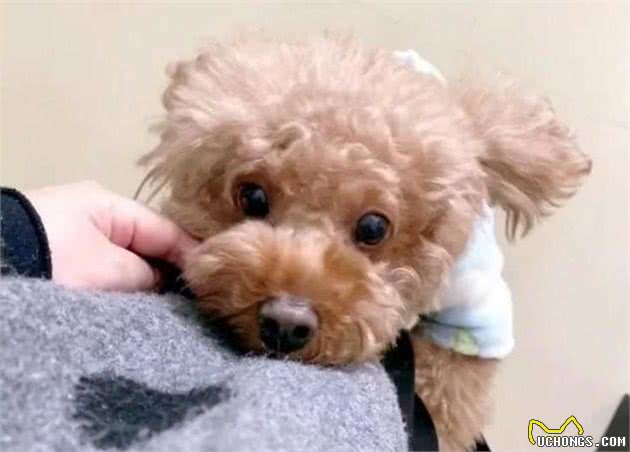 泰迪犬好不好养？8大优点，让你喜欢它都来不及