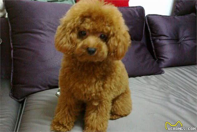 泰迪犬好不好养？8大优点，让你喜欢它都来不及