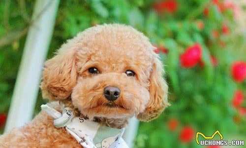 泰迪犬好不好养？8大优点，让你喜欢它都来不及