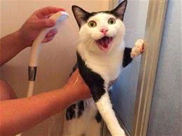 辟谣！猫咪得每2个月洗一次澡？请别拿人的那套爱干净来对付猫