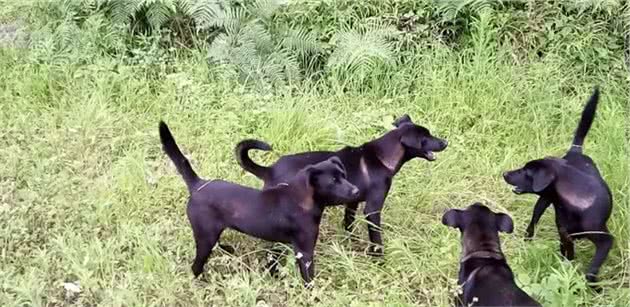 农村最欣赏的4种原生猛犬，堪称中华犬中的乡村4小龙