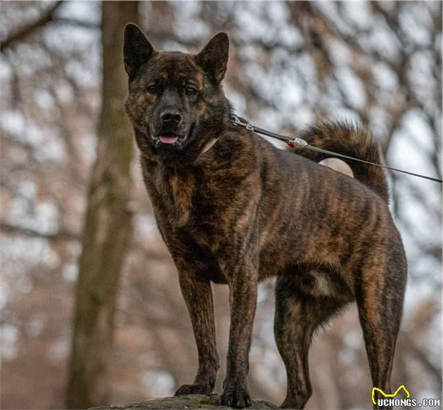 农村最欣赏的4种原生猛犬，堪称中华犬中的乡村4小龙