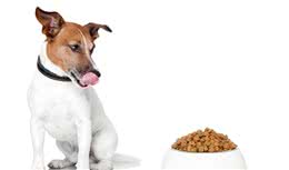 狗狗的喂养禁忌