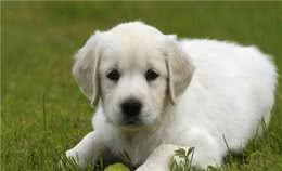 省时又省钱的养狗秘籍，铲屎官必备