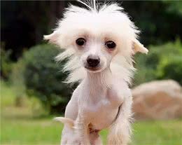 狗狗的毛发“稀疏”怎么办？几个解决办法