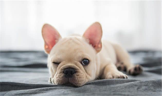 制止爱犬随意舔人的小诀窍