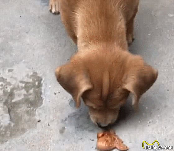 土狗不吃男子手中的肉，正疑惑时却想到了什么：老祖宗教得好