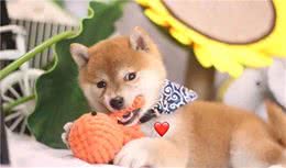 秋田幼犬期和柴犬幼犬期有什么明显区别？