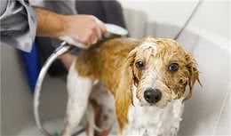 给狗狗洗澡时，请铲屎官注意到这些问题