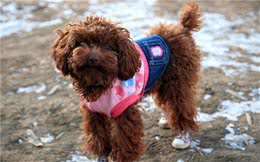 越来越多人“弃养”泰迪犬？有这5大原因