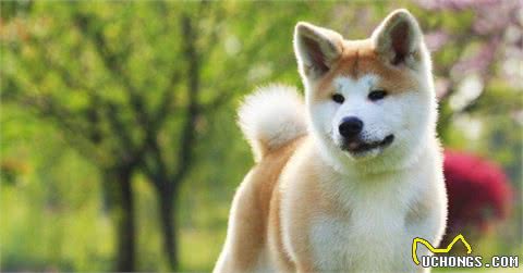 狗狗喝牛奶好还是喝羊奶好？不了解的宠主，还不赶紧凑过来