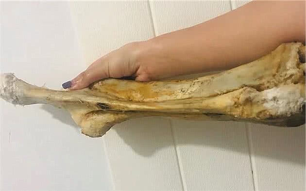 别让狗狗用生骨、牛皮磨牙！将其当成磨牙棒，重则会导致爱犬窒息