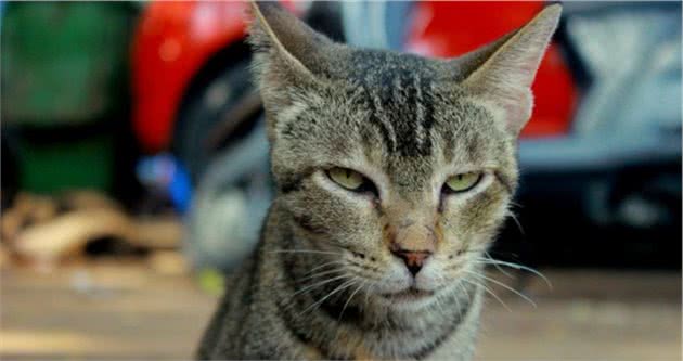 给对猫过敏的人养猫的5个建议，长毛猫会更合适，别让猫咪进卧室