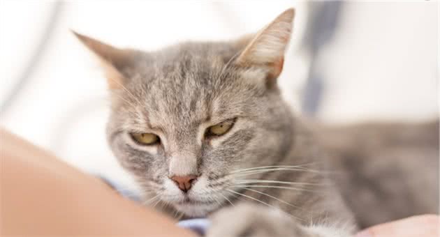 给对猫过敏的人养猫的5个建议，长毛猫会更合适，别让猫咪进卧室