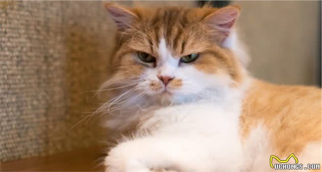 给对猫过敏的人养猫的5个建议，长毛猫会更合适，别让猫咪进卧室