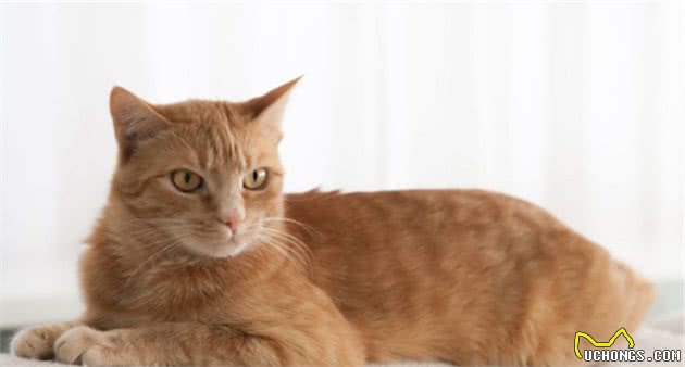 给对猫过敏的人养猫的5个建议，长毛猫会更合适，别让猫咪进卧室