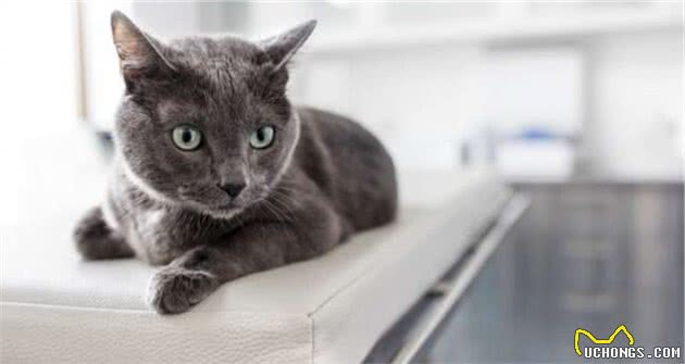 给对猫过敏的人养猫的5个建议，长毛猫会更合适，别让猫咪进卧室