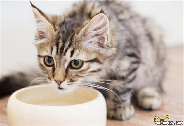 给对猫过敏的人养猫的5个建议，长毛猫会更合适，别让猫咪进卧室