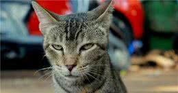 给对猫过敏的人养猫的5个建议，长毛猫会更合适，别让猫咪进卧室