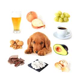 让狗狗误食了这8种食物，你会愧疚一辈子的！