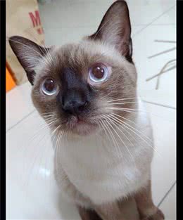 小时候的暹罗猫很好看，长大后毛发却越变越黑，这是被烤糊了吗？