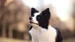 原来牧羊犬有这么多种，涨知识了