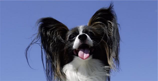 聪明漂亮的蝴蝶犬，原来你的来头这么大