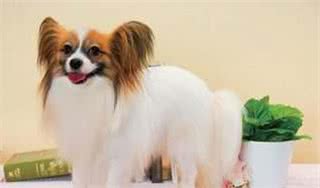 聪明漂亮的蝴蝶犬，原来你的来头这么大