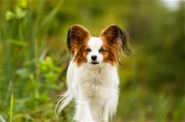 聪明漂亮的蝴蝶犬，原来你的来头这么大