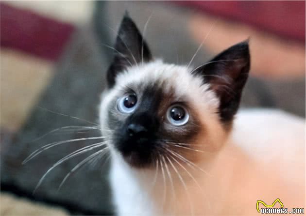 这7种猫很“忠心”，一辈子只认定一个主人，养到是福气