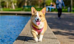 新手铲屎官需要get的养狗“十全大补贴”，照着做就对了！