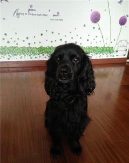 一只命运多舛的可卡犬生活自述（一）漂泊的生活