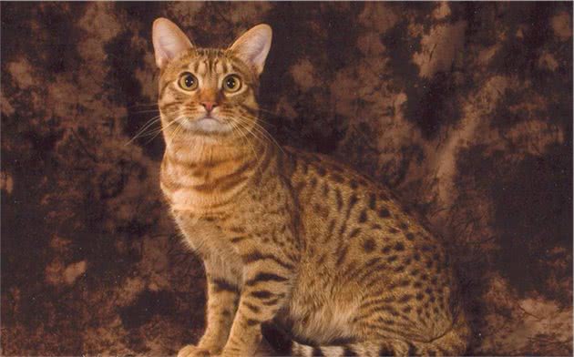 盘点六种＂体重＂最重的猫，第一名比布偶还要重
