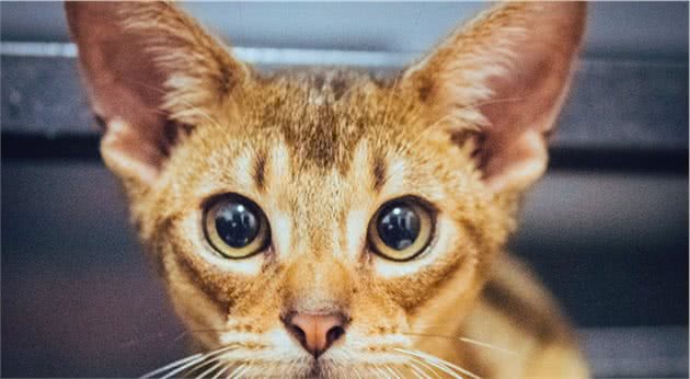 盘点六种＂体重＂最重的猫，第一名比布偶还要重