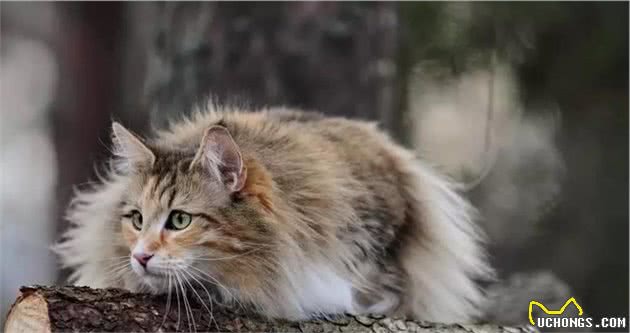 盘点六种＂体重＂最重的猫，第一名比布偶还要重