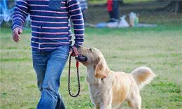 狗狗来“报恩”的5个表现，哪怕出现一个，也要恭喜你