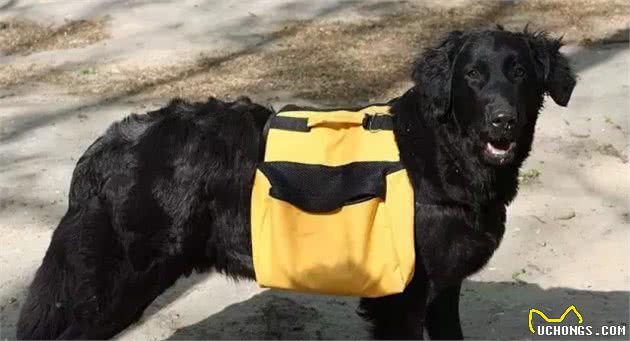 在导盲犬的帮助下，盲人小哥挑战了大多数人都不敢做的事儿…