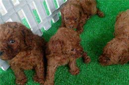 避开这六种泰迪犬，你就不会买到“星期狗”