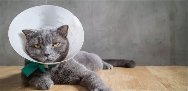 绝育、洁牙、摔伤...术后护理做正确，才能让猫更爱你