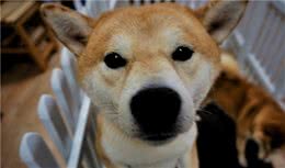 这些快乐，只有养过狗狗的人，才能体会到