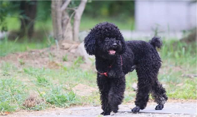 想养贵宾犬？劝你养黑色的，这5个优点，人人都说好