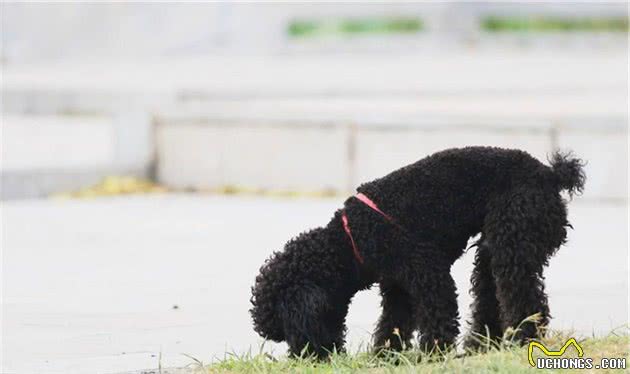 想养贵宾犬？劝你养黑色的，这5个优点，人人都说好