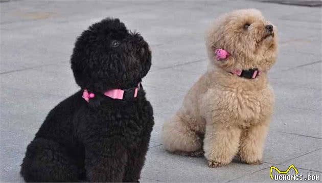 想养贵宾犬？劝你养黑色的，这5个优点，人人都说好