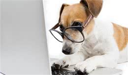 英语中的雄性狗狗，雌性狗狗和小狗宝宝该怎么说呢？