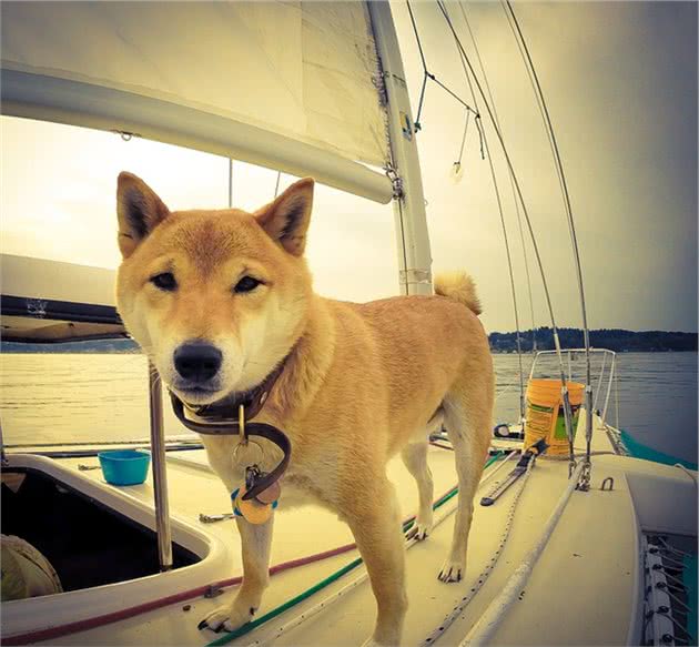 想带狗狗出海，然而它晕船怎么办吗？训犬师教你如何让狗狗喜欢船
