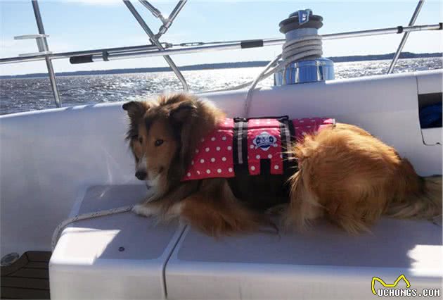 想带狗狗出海，然而它晕船怎么办吗？训犬师教你如何让狗狗喜欢船