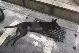 暖心！路边偶遇热晕小黑犬，路人纷纷出手援助