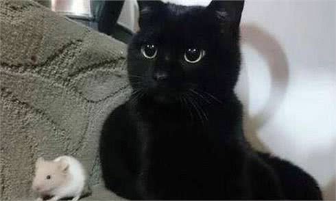 孟买猫多少钱一只？