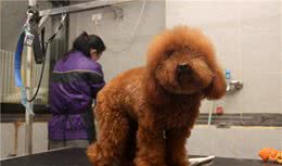 泰迪犬怎么修毛？5个小技巧，狗狗美美哒！