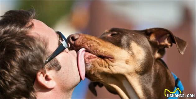 来自资深养狗师的忠告：养一只宠物犬，做好这6个“准备”